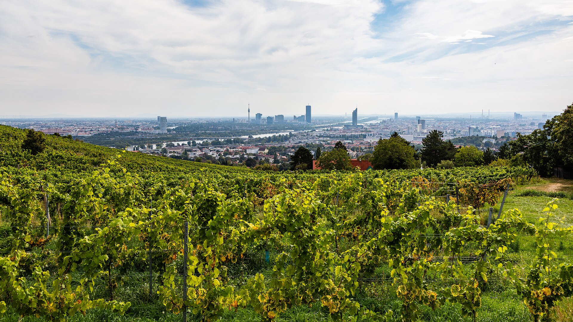 Weinberge in Grinzing oberhalb von Wien